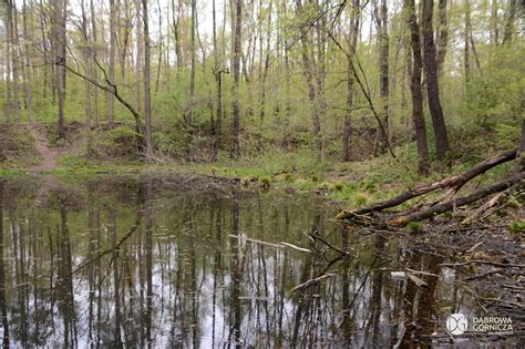 Kultowe dąbrowskie miejsca rekreacji w czasach pandemi Park Podlesie