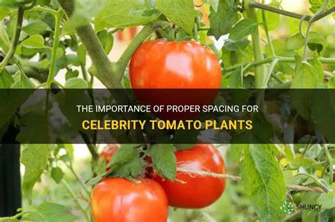 The Importance Of Proper Spacing For Celebrity Tomato Plants ShunCy