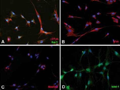 Characterization Of Neural Precursor Cells Npcs Extracted From