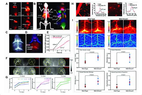 Examples Of Nir Ii Fluorescence Imaging For In Vivo Quantitative