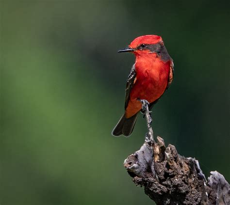 Vermilion Flycatcher Owen Deutsch Photography