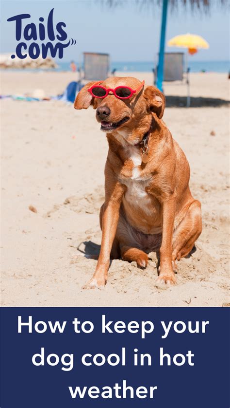 How To Keep Your Dog Cool In Hot Weather Dog Care Dogs Pet Safety