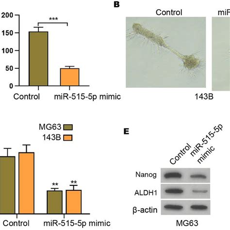 The Inhibition Of Circpip K A Represses Invasion And Migration Of