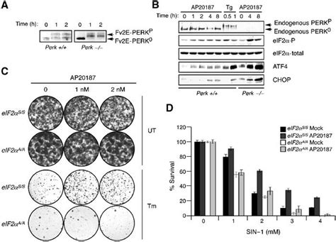 AP20187 Induced Activation Of Fv2E PERK In MEFs Is Protective Against