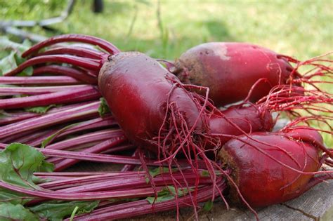 Planting Beet Root The Easy Way For Tasty Successful Harvests