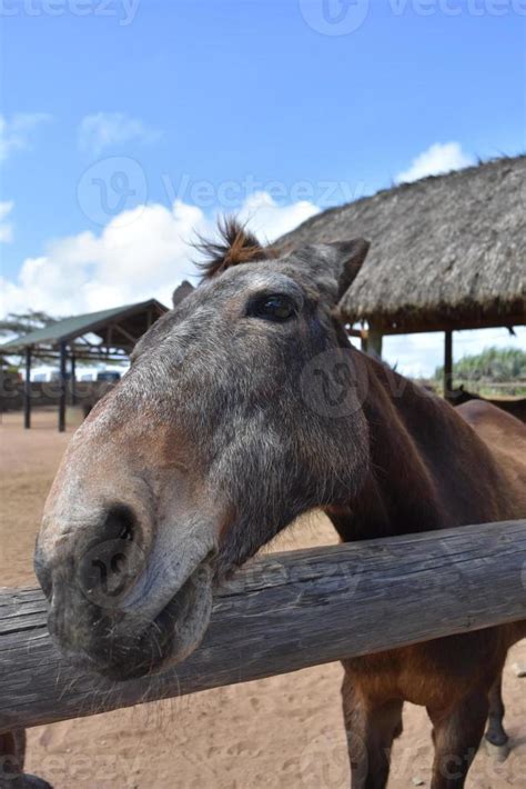 Cavalo Marrom Co Ando O Nariz Em Cima Do Muro Foto De Stock No