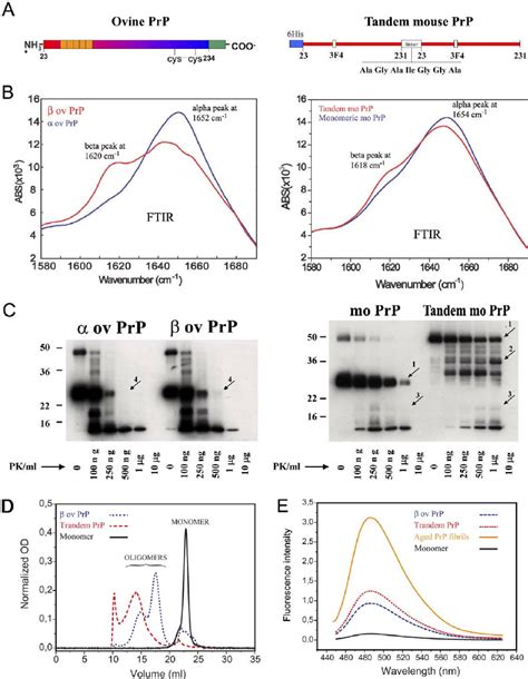 Characterization Of Prp Species A Molecular Representation Of The Prp