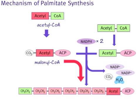 MCAT Bio Biochem Lipid And Amino Acid Metabolism Flashcards Quizlet