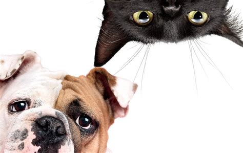 Como criar cães e gatos juntos Elite Moda Pet