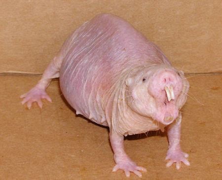 Angry Female Naked Mole Rat Credit Buffenstein Barshop Institute UTHSCSA Africa Geographic