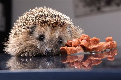 Igel F Ttern Das D Rfen Sie Igeln Geben