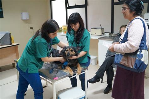 Hospital Veterinario De La Uach Ofrece A La Comunidad Atenciones