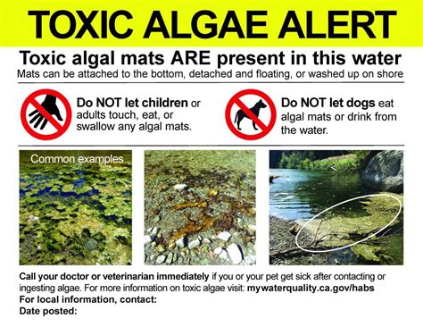 Toxic Algal Mat Discovered In Merced River