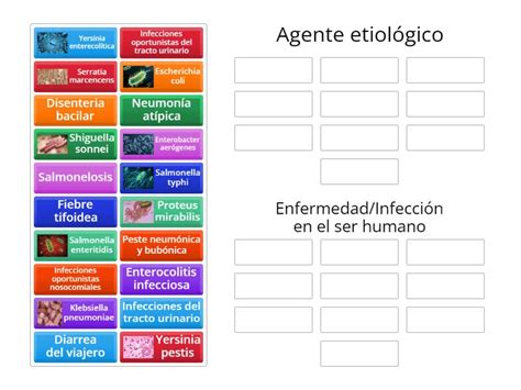 Conociendo A Los Integrantes De La Familia Enterobacteriaceae Group Sort