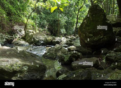 Rocky Creek In Australian Subtropical Rainforest Stock Photo Alamy