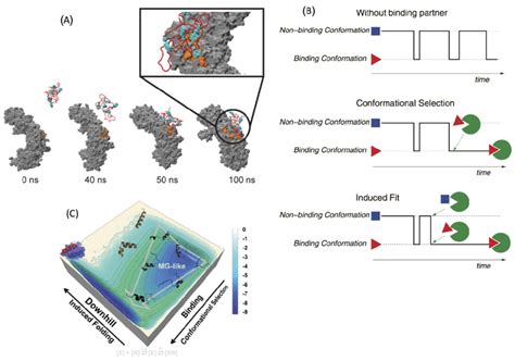 A Formation Of A Fast Binding Fuzzy Complex Between Nucleoporin Red