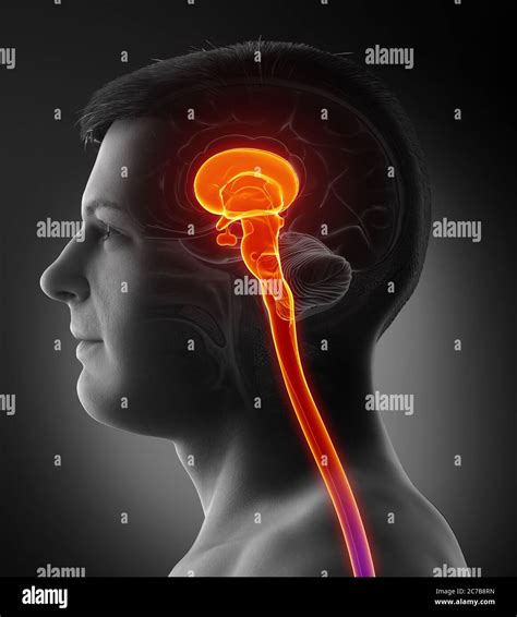 D Rendering Medical Illustration Of Brainstem Stock Photo Alamy