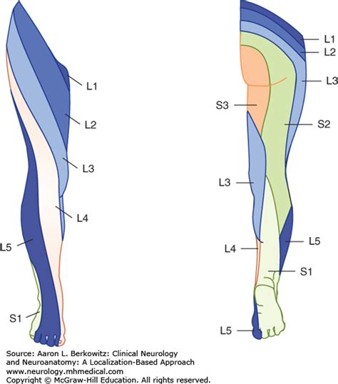 Nerve Root Distribution