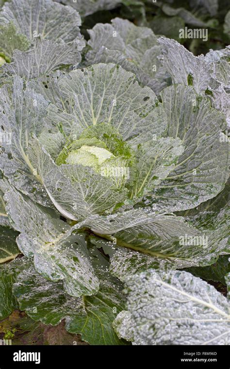 Wirsing Wirsingkohl Wirsing Kohl Wirsing Kopfkohl Brassica