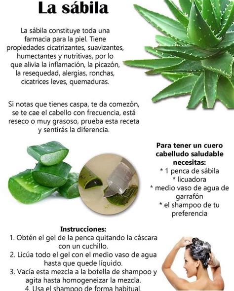 Beneficios De La Savila O Aloe Vera Si Quieres M S Consejos S Guenos