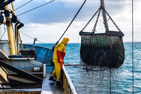 10 Ejemplos De Sobrepesca