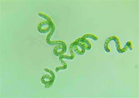 Spirulina Platensis Microscopy Sample TBSH1-1 Living Algae – Algae-Lab