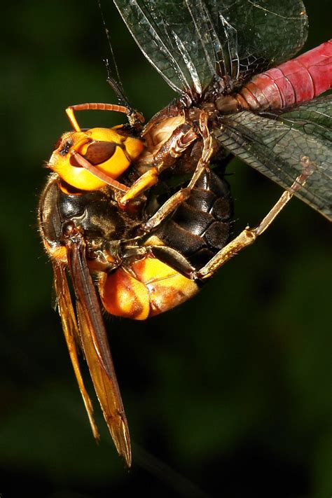 Asian Giant Hornet Vespa Soror Vespidae This Asian Gian Flickr