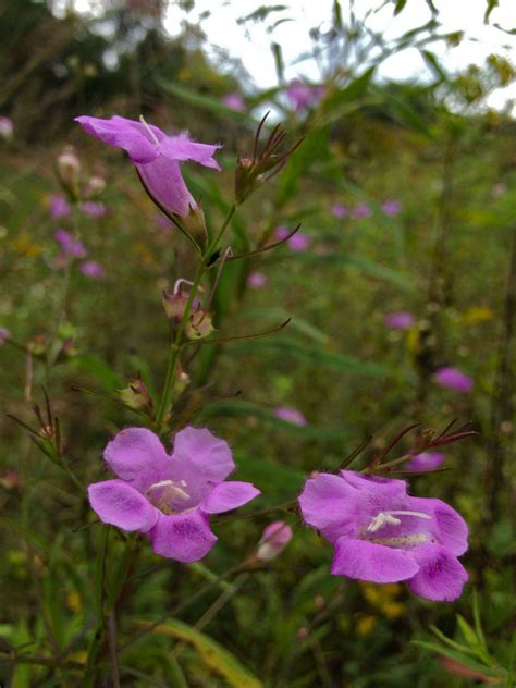 Purple False Foxglove Miller Prairie Biodiversity All