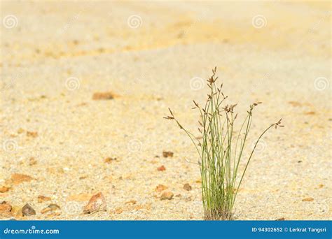 Grass On Sand Stock Photo Image Of Summer Meadow Plant 94302652