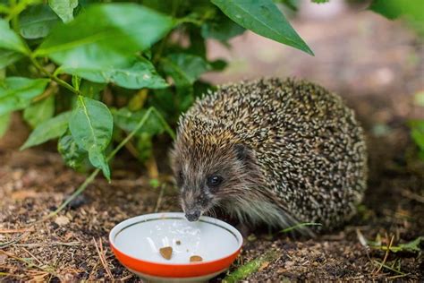 Womit Sie Igel Im Garten Füttern Was Fressen Die Säugetiere Und