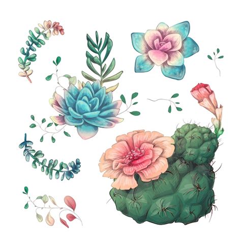 Premium Vector Cacti Hand Drawn On A White Background