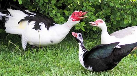 Muscovy Ducks Documentary Youtube