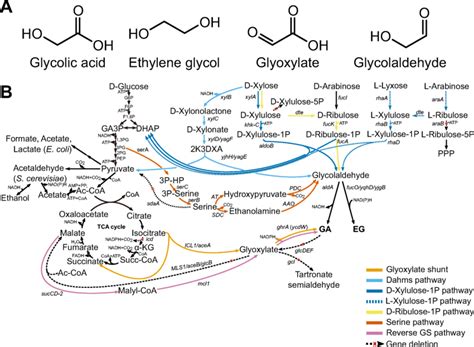 Ethylene Glycol Pathway