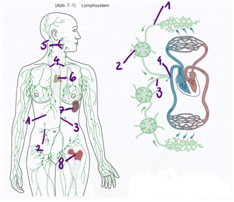 Lymphsystem Beschriftung Lymphsystem S 111 Flashcards Quizlet