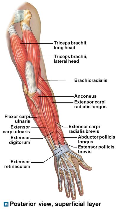 Anatomy Quiz Upper Limb Anatomy And Physiology