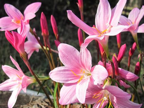 Jottings Journeys And Genealogy Rain Lilies