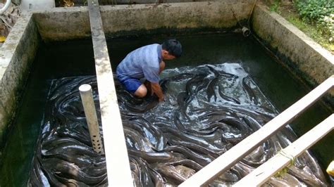 Ikan Lele Cara Mudah Beternak And Budidaya Di Kolam Terpal [lengkap]