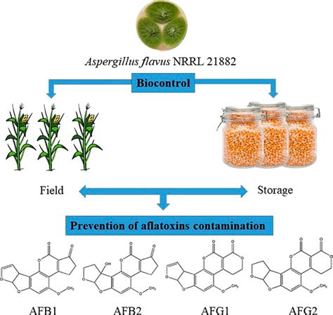 Aspergillus Flavus Life Cycle