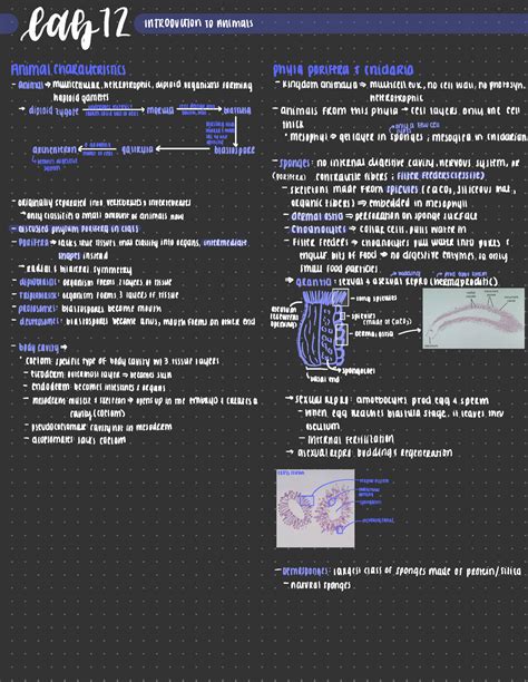 BIOL 112 Unit 1 Detailed Notes Of Labs 12 And 13 With Diagrams