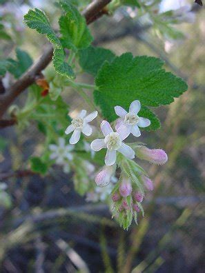 White-flowering currant