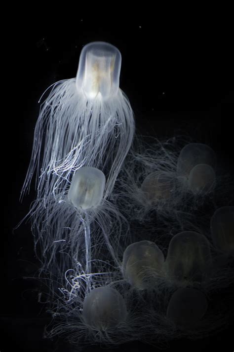 10 Interesting Facts About Immortal Jellyfish - A-Z Animals