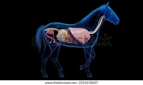 3d Rendered Medical Illustration Horse Anatomy Stock Illustration