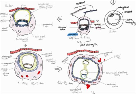 Embryologie Flashcards Quizlet