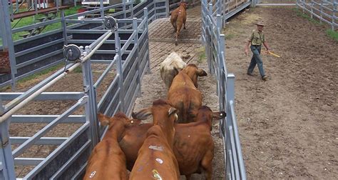 Cattle Yards For Small Farms Small Farms Magazine And Book Shop