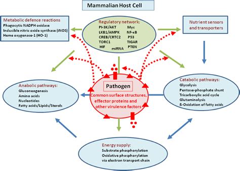 Summary Overview Showing The Major Metabolic Pathways And Reactions Of