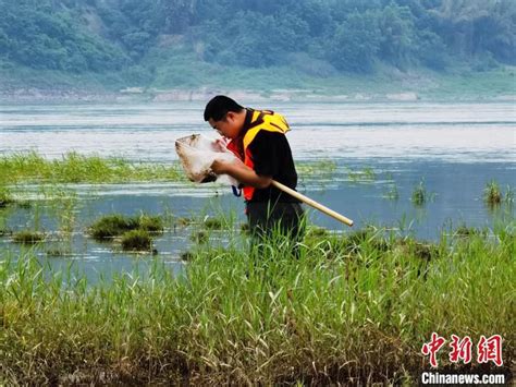 长江禁渔三年成果：重庆实现渔民从“退得出”到“稳得住” 大河网