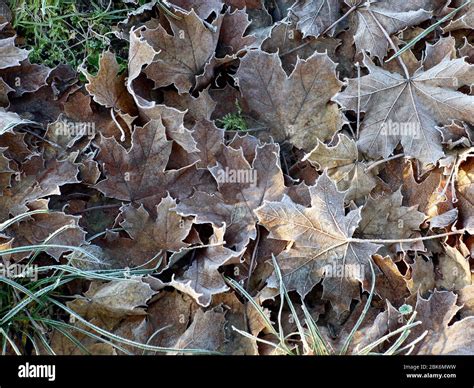 Frosted Autumn Leaves From A Maple Tree Stock Photo Alamy