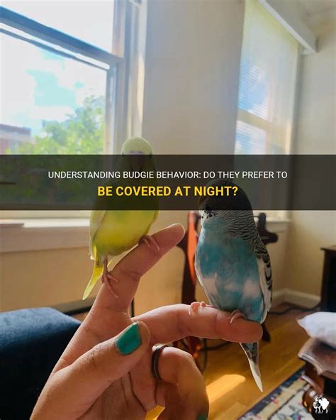 Understanding Budgie Behavior Do They Prefer To Be Covered At Night