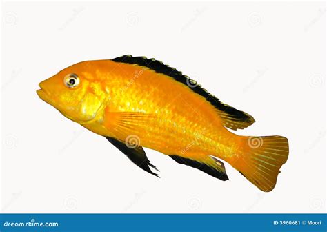 Colorful Yellow Malawi Cichlid Stock Image Image Of Aquarium Stripe