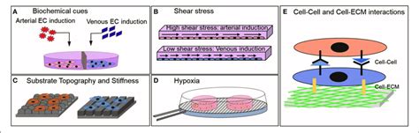 Environmental Cues That Have Shown To Influence The Physiology Of